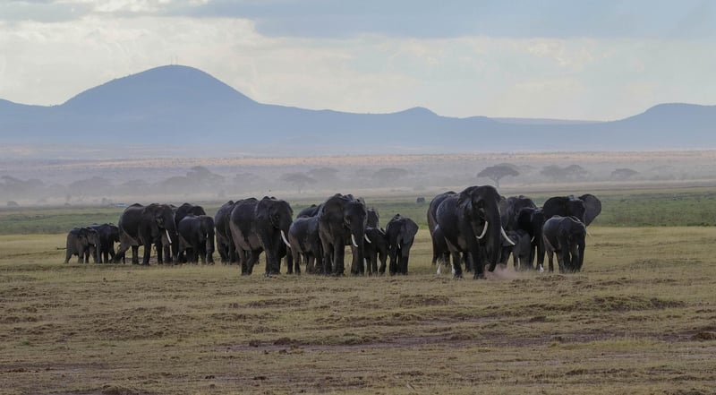 Elephants in the jungle